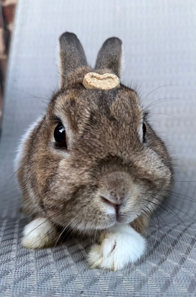 Netherland dwarf 