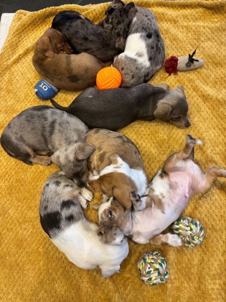 8weeks Dachshund/Jack Russell 