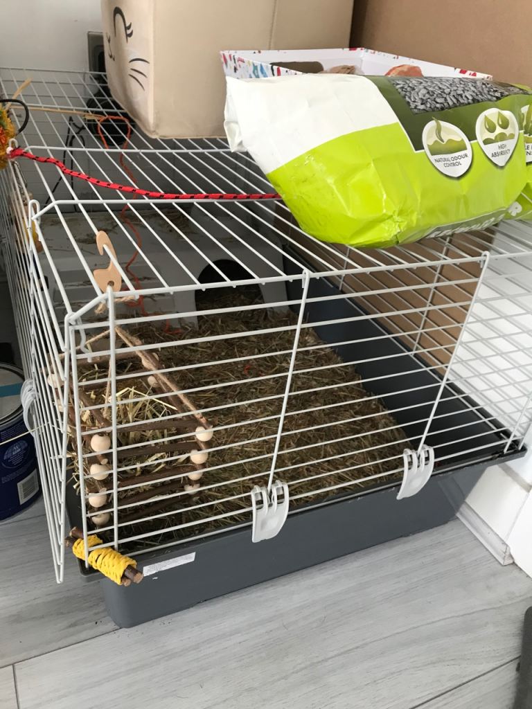 2 netherland dwarf rabbits 7 months old