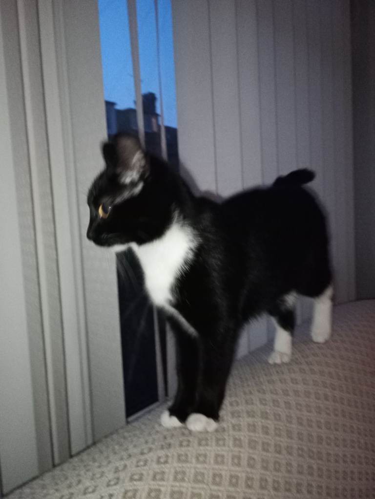 Super Affectionate and Friendly Little 8 Months Indoor Kitten - A Lovely Companion
