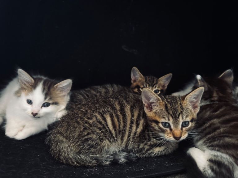 Kitten 