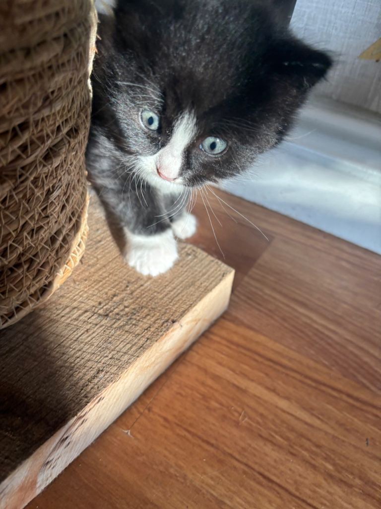 Kittens