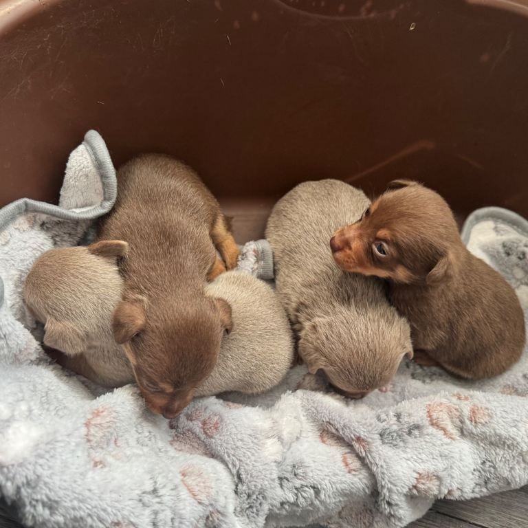 Stunning miniature Jack Russell puppies 
