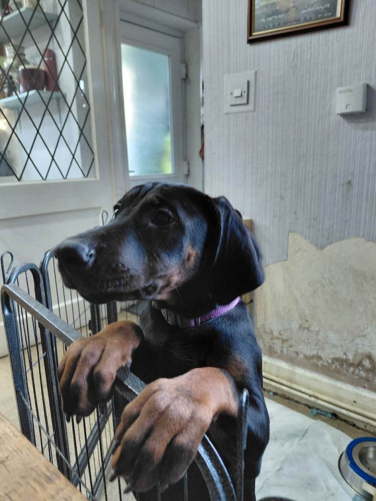 Doberman puppy for sale 