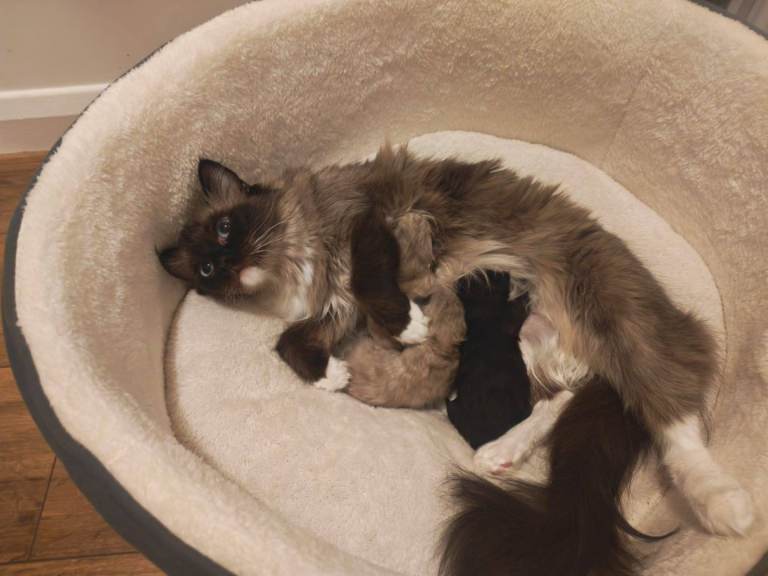 Kittens