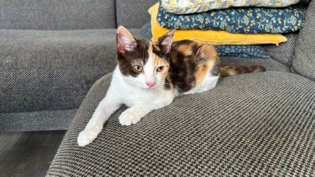 Lovely 15-Week-Old Calico Kitten – Cat Tree, Carrier & Scratching Board Included