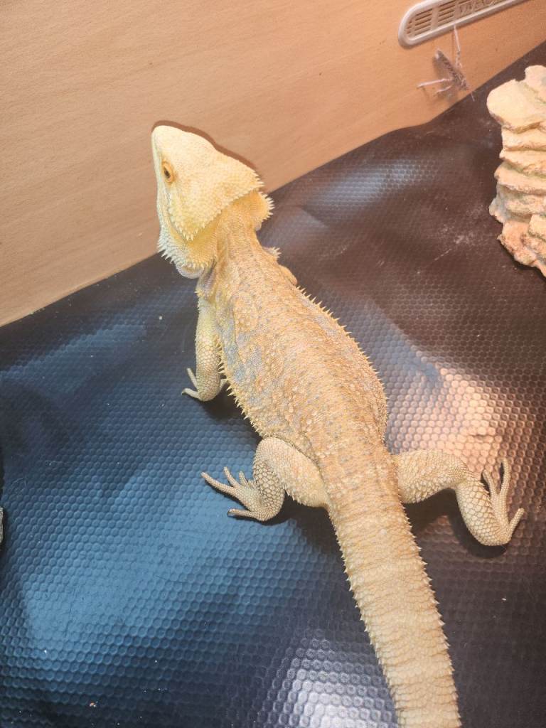 Bearded dragon 