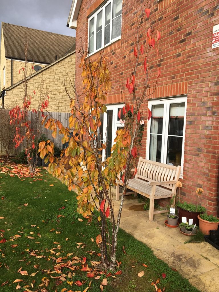 FREE 2 X  cherry tree