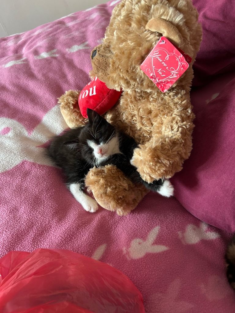  Black and white kitten available 