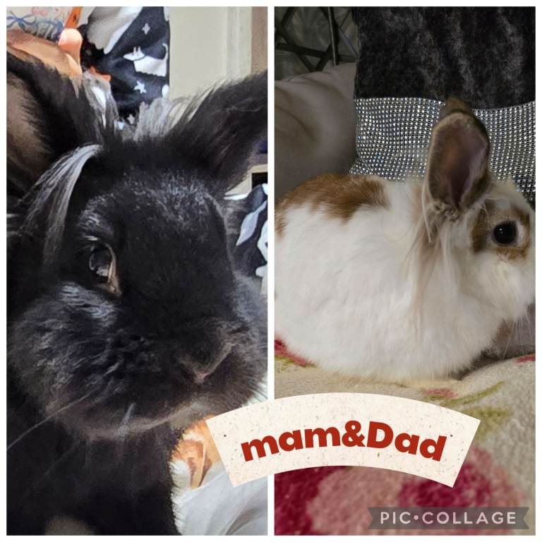 French lop  and lionheads 