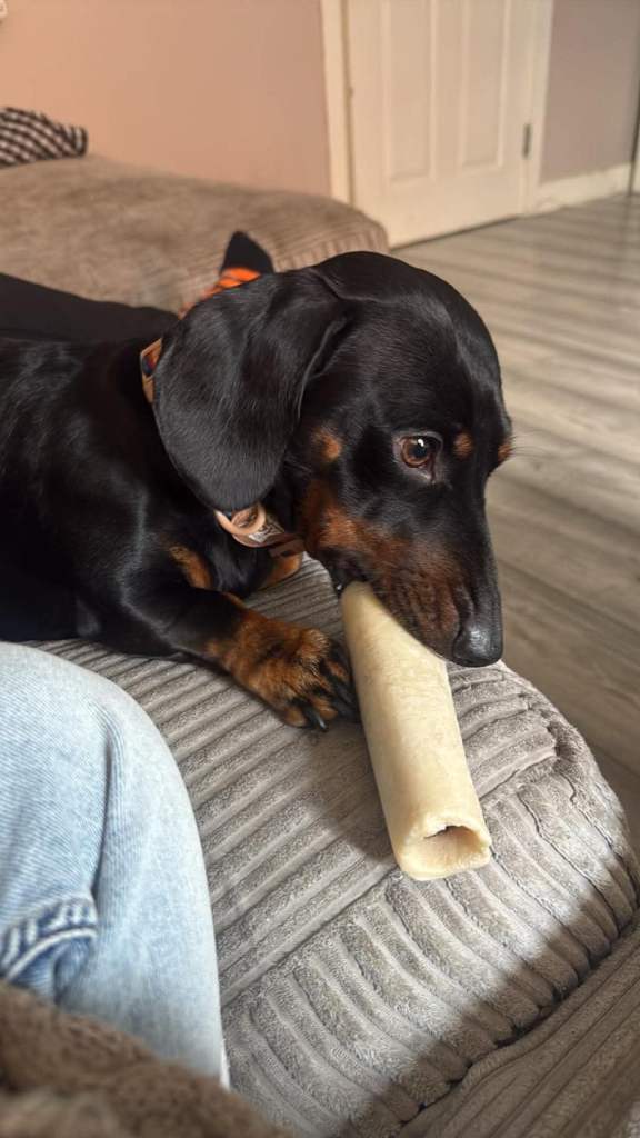 Last male sausage dog puppy (miniture) 