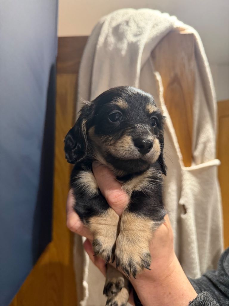 Miniature dachshund 