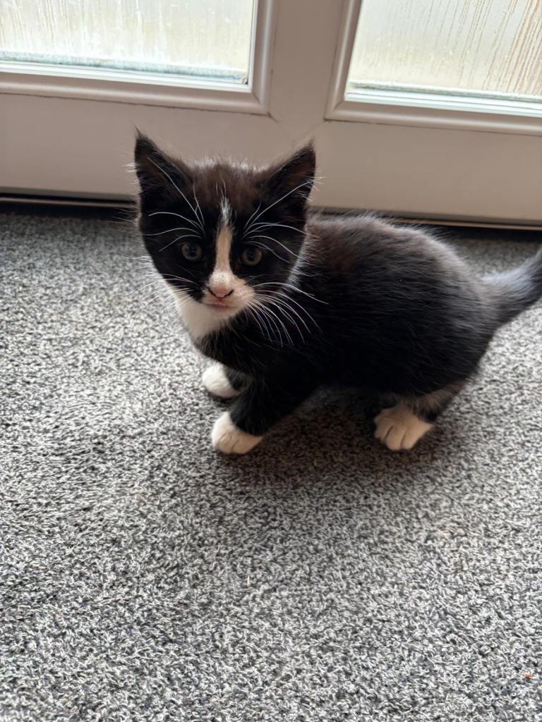 3 kittens ready to go now (2 females 1 male)