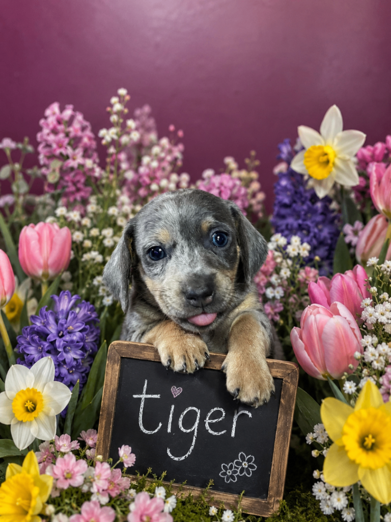 Miniature dachshund puppies for sale