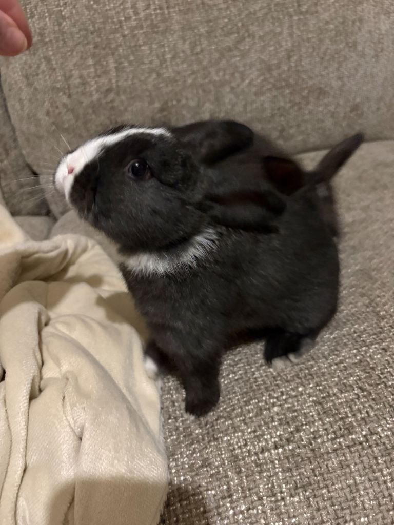 1 male and 2 female 7 week old rabbits 