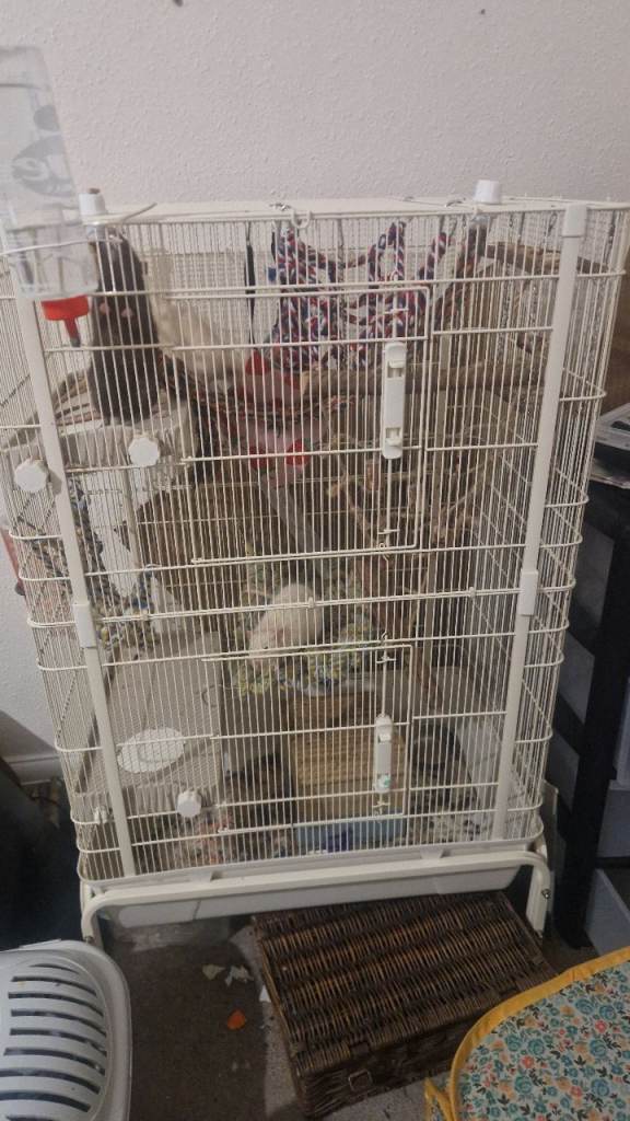 Male Rats 