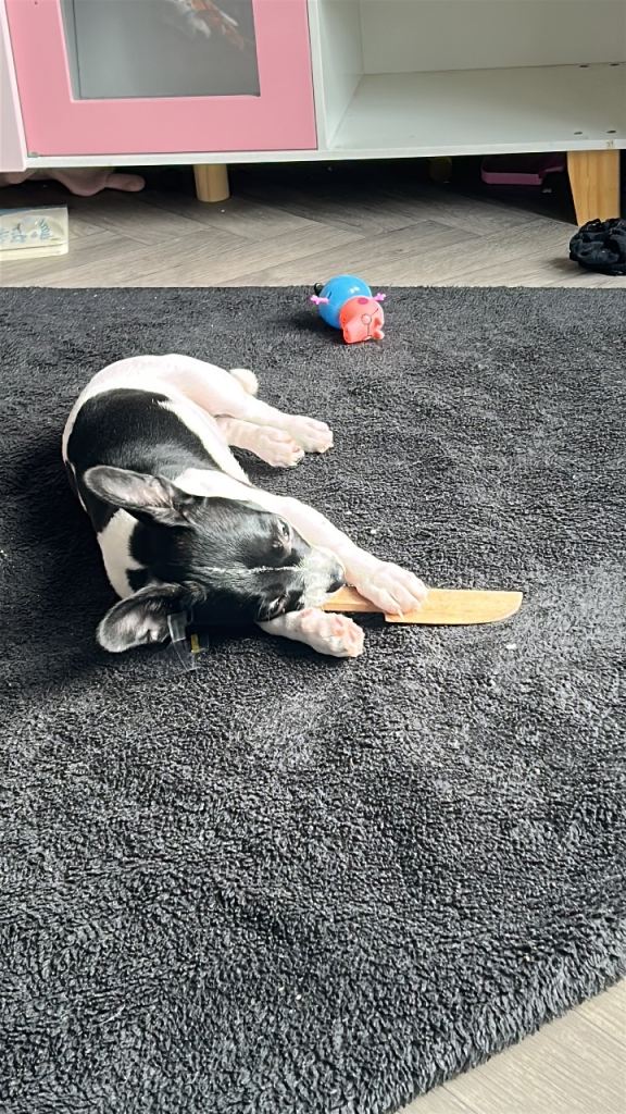 Dapple the female 6 month old pup