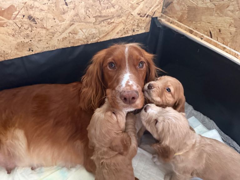 KC Registered W Cocker Spaniel Puppies
