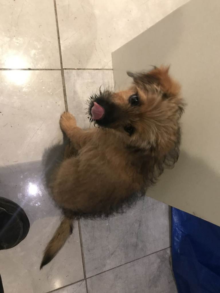 13 WEEK OLD FEMALE PUPPY £300 NEEDS A LOVING HOME