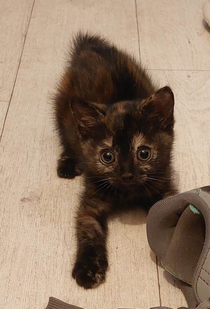 Beautiful Tortoiseshell Kitten 