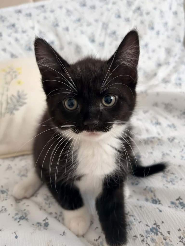 Kittens for sale