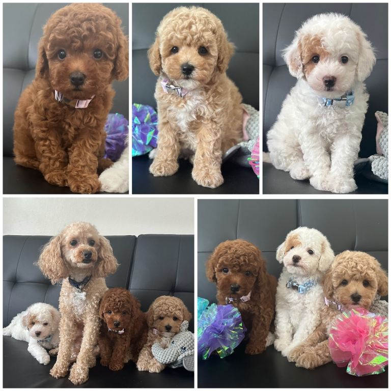 🐶 Gorgeous Toy Maltipoo Puppies for sale 🐶