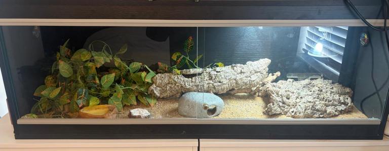 4ft x 2ft full set up vivarium