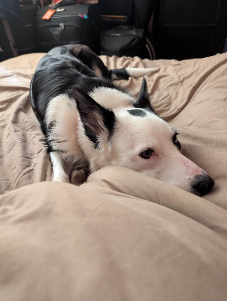 Husky cross border Collie 