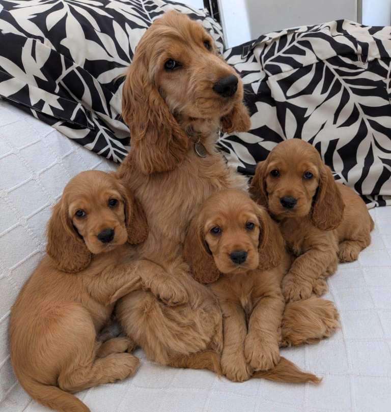 3 cocker spaniels