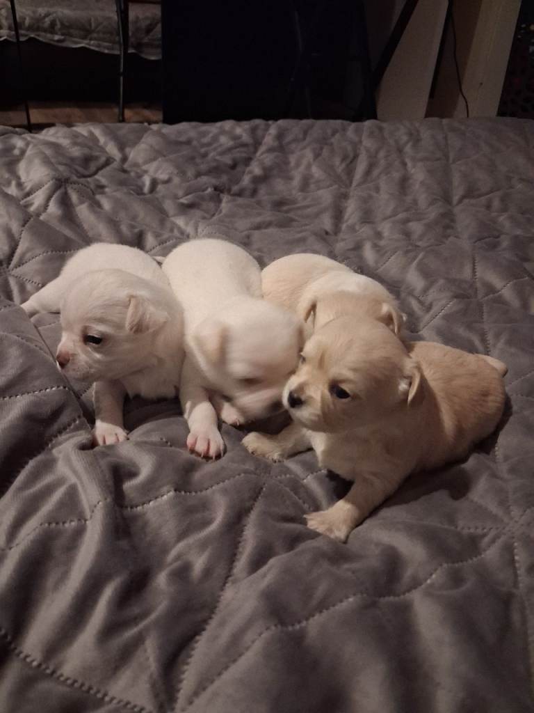 Chihuahua puppys for sale 