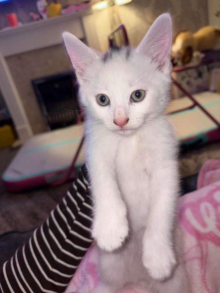 Turkish angora cross Kitten