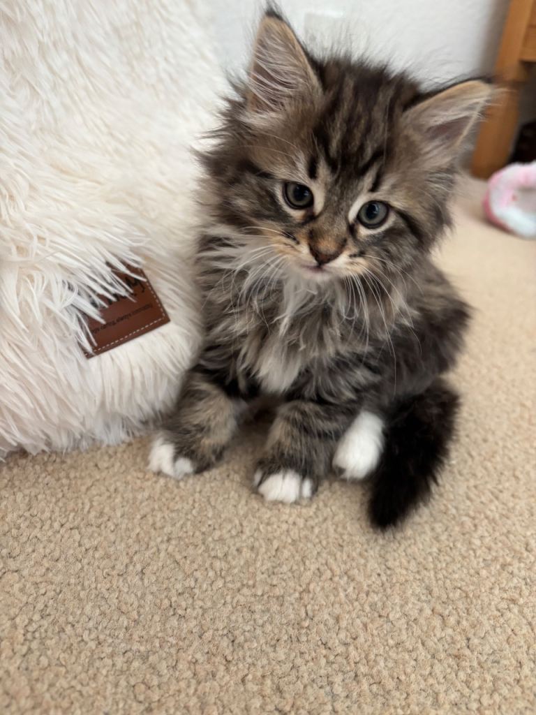 Beautiful Mixed Norwegian Kittens 
