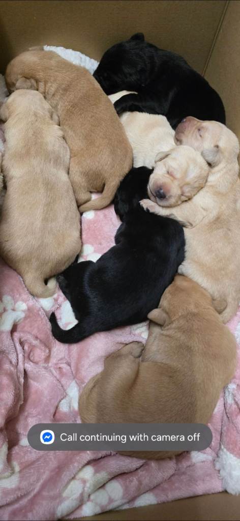 7 beautiful puppies for sale