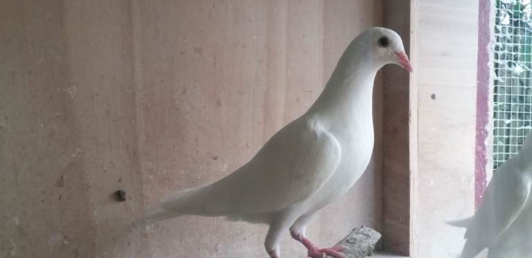 Pigeons for sale 