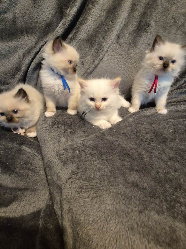 Ragdolls kittens can be reserved now