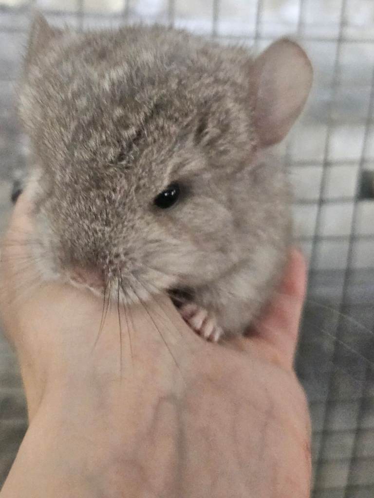 Pedigree Male tan chinchilla 