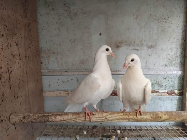 For sale white pigeons