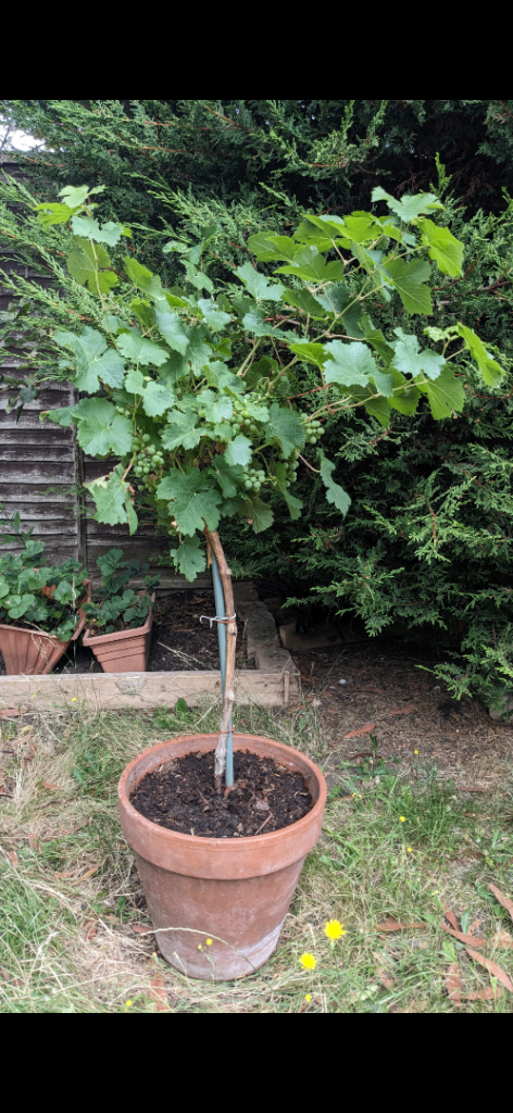 Established Grape Tree in Terracotta Pot – Producing Fruit