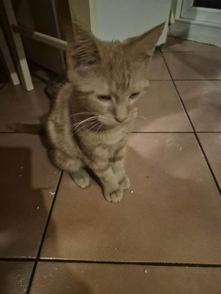 2 x Male Maine Coon Cross kittens