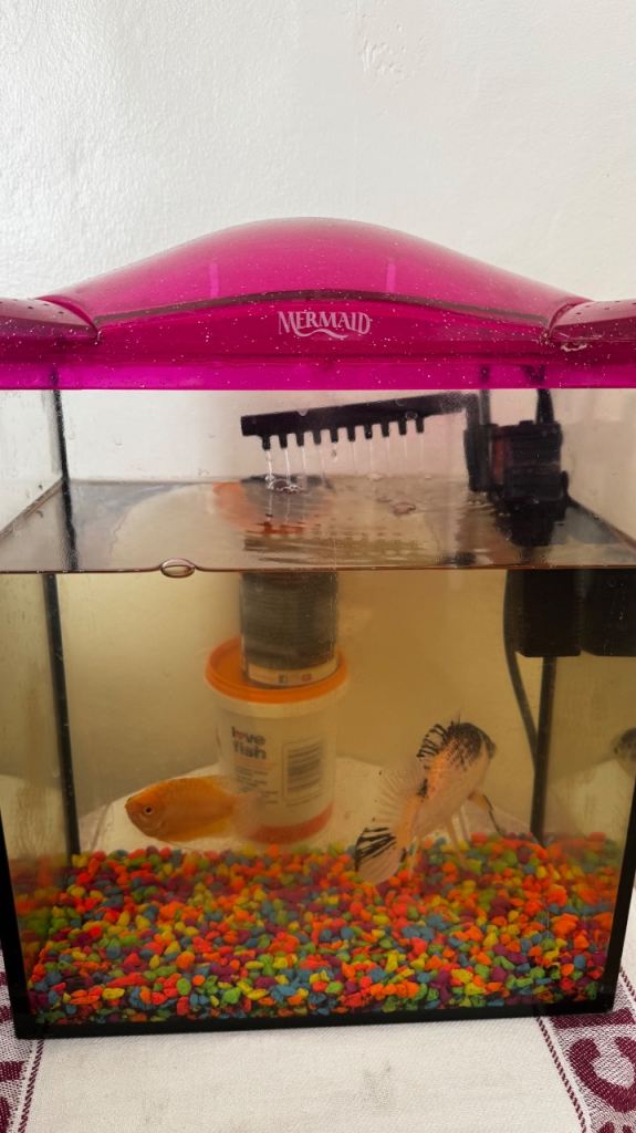 2 gold fish and aquarium tank
