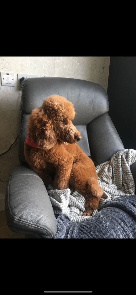 Red Cavapoo puppies