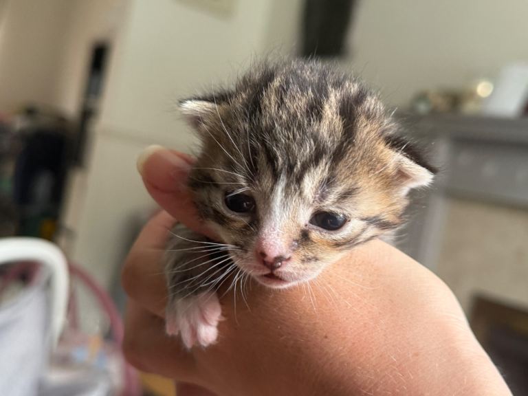 Tabby and black kittens 