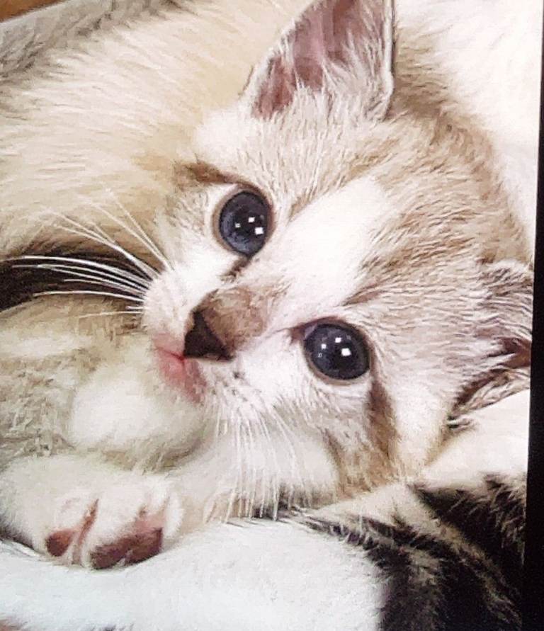 Litter of kittens please see advert for prices 