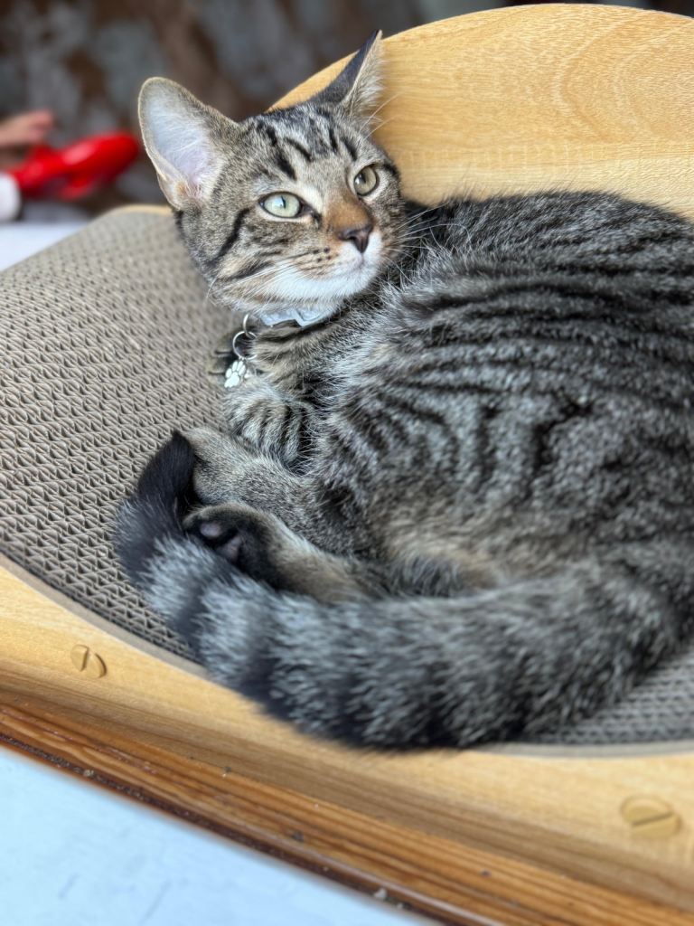 Male cat
