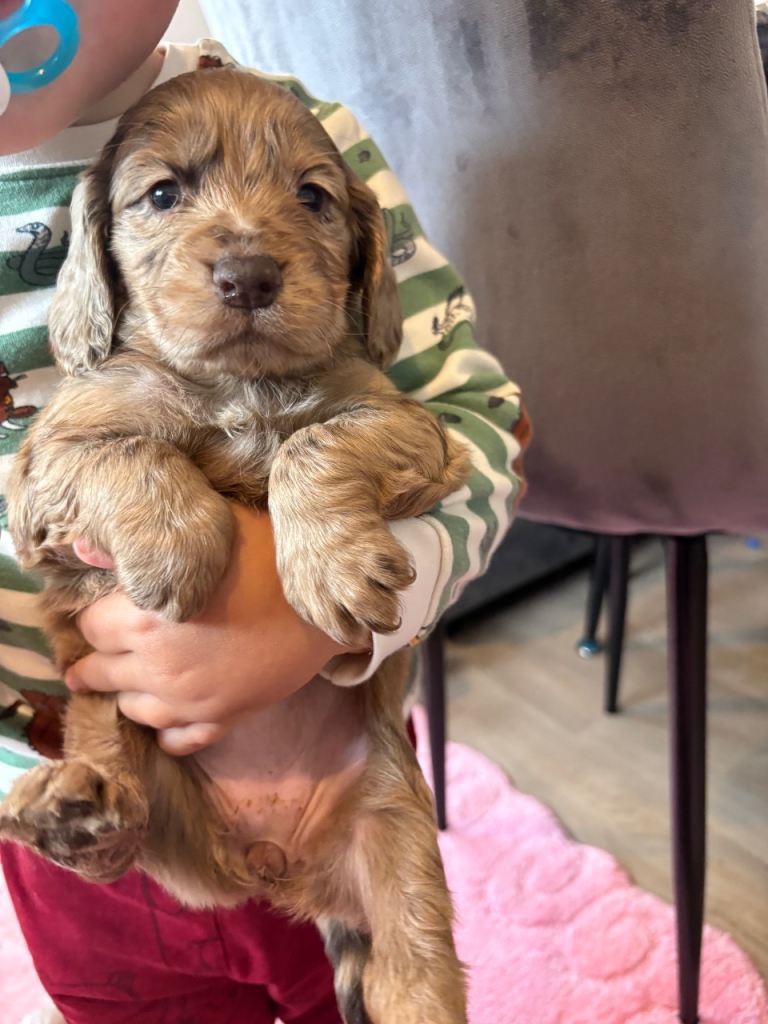 Last remaing Cocker spaniel puppies 