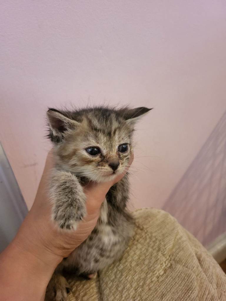 Mix-syberian-british shorthairs kittens 