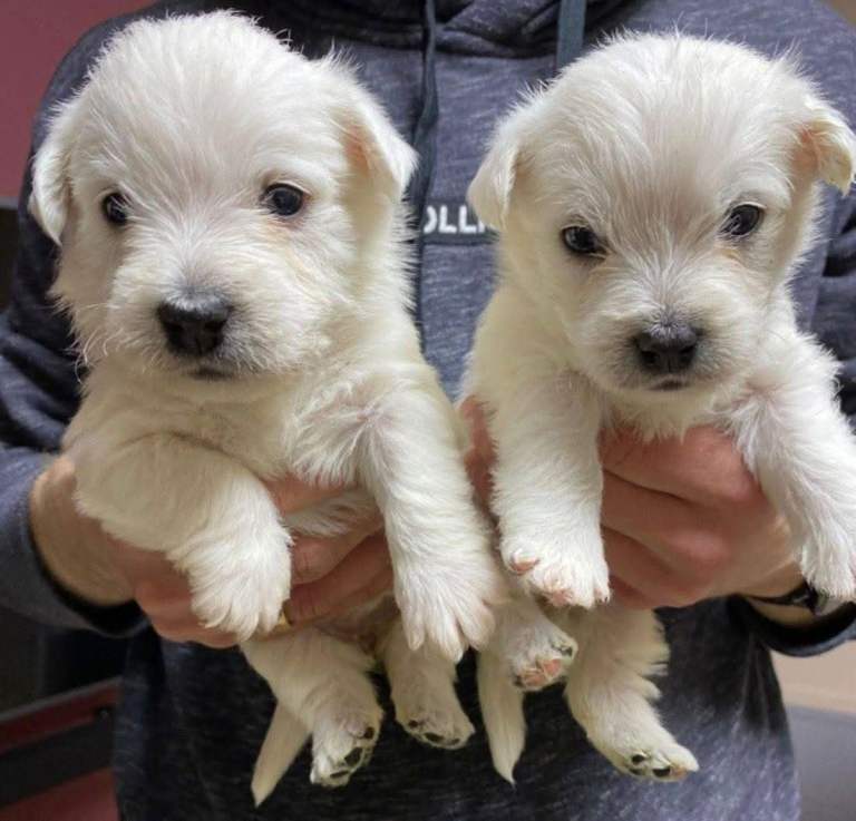 West Highland terrier puppies 