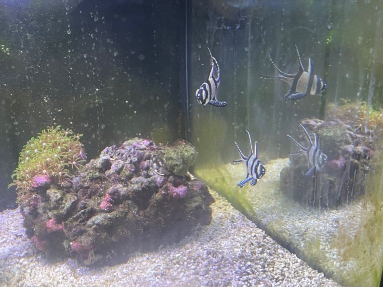 Marine Fish and Corals