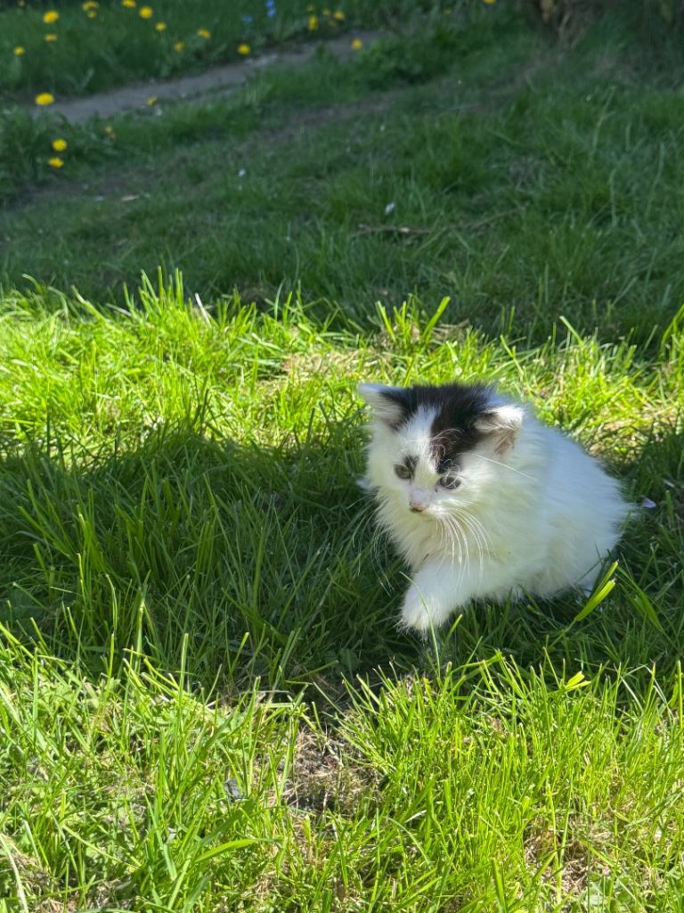 Beautiful half Maine coon kittens 