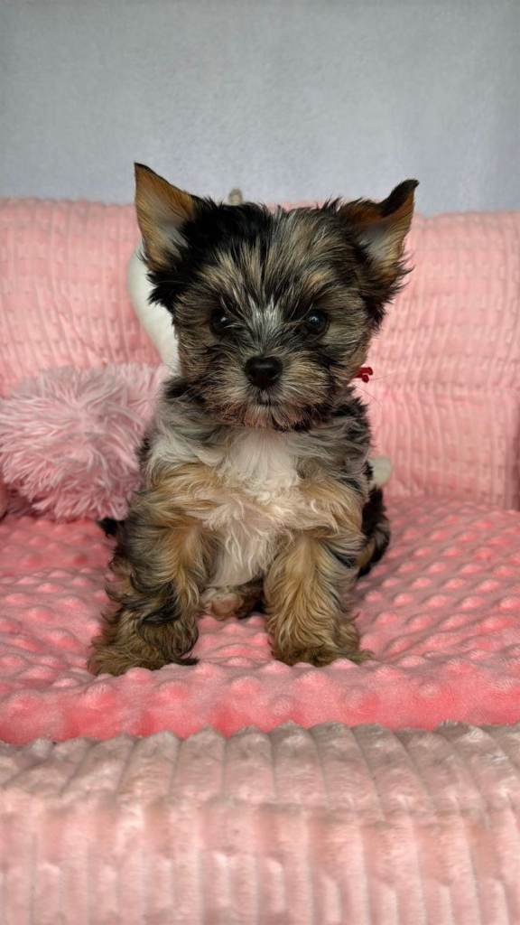 Adorable Yorkshire Terrier Puppies (I.H.R Registered)